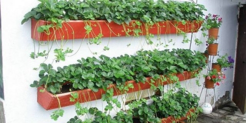 Kako uzgajati jagode kod kuće